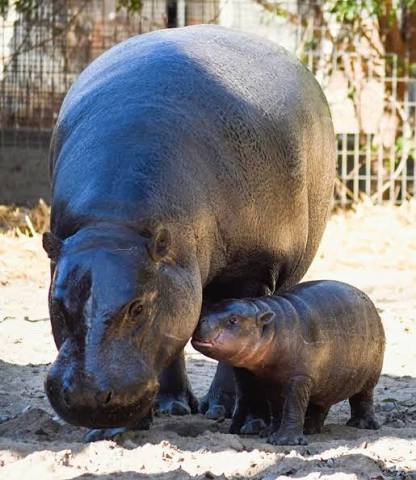 JellyBean with her mother at Wildlife World Zoo