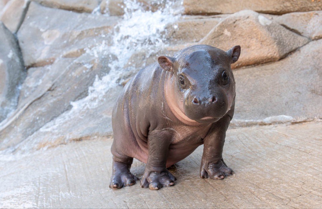 JellyBean the pygmy hippo